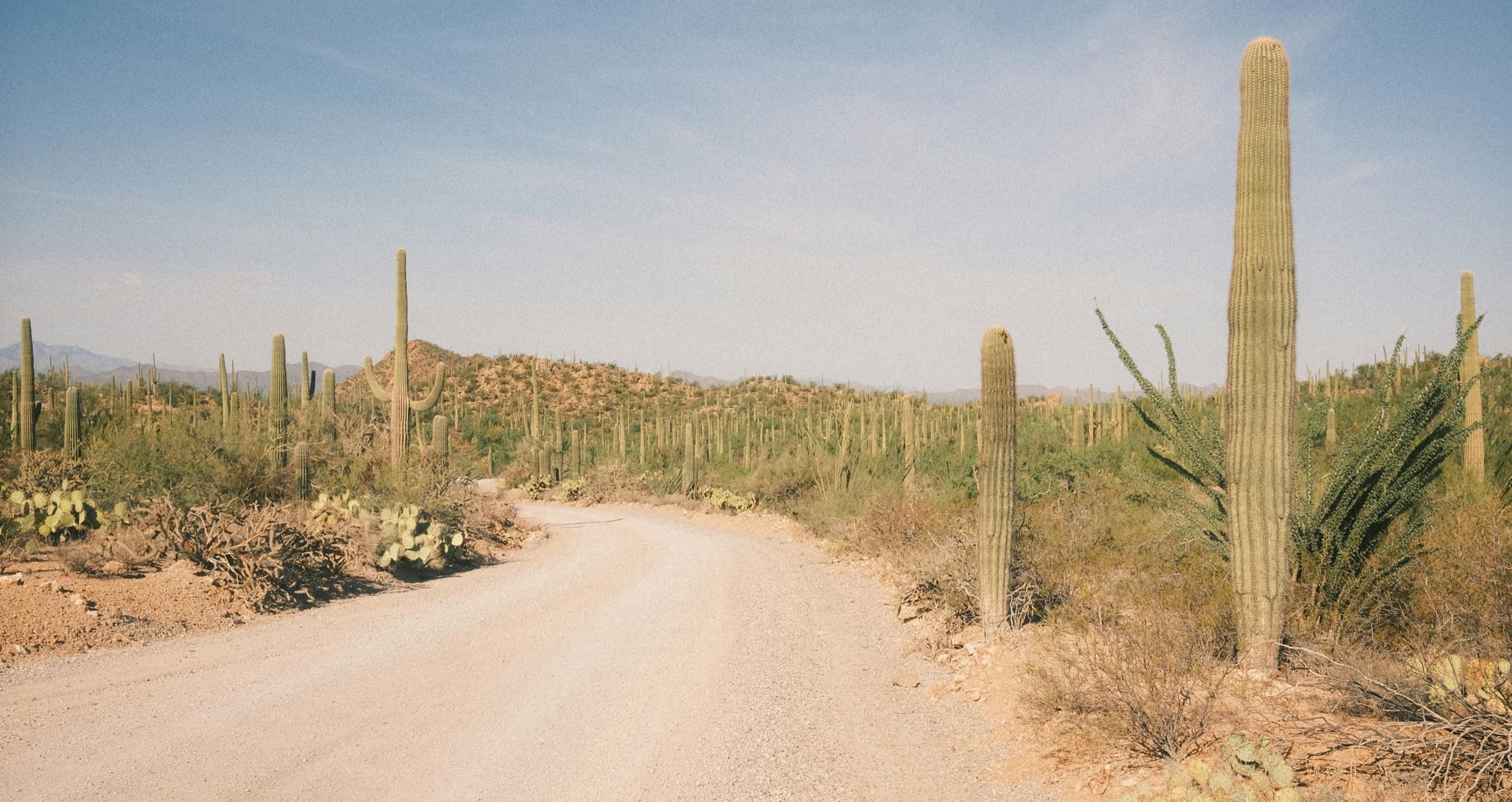 Arizona desert landscape with saguaro cacti