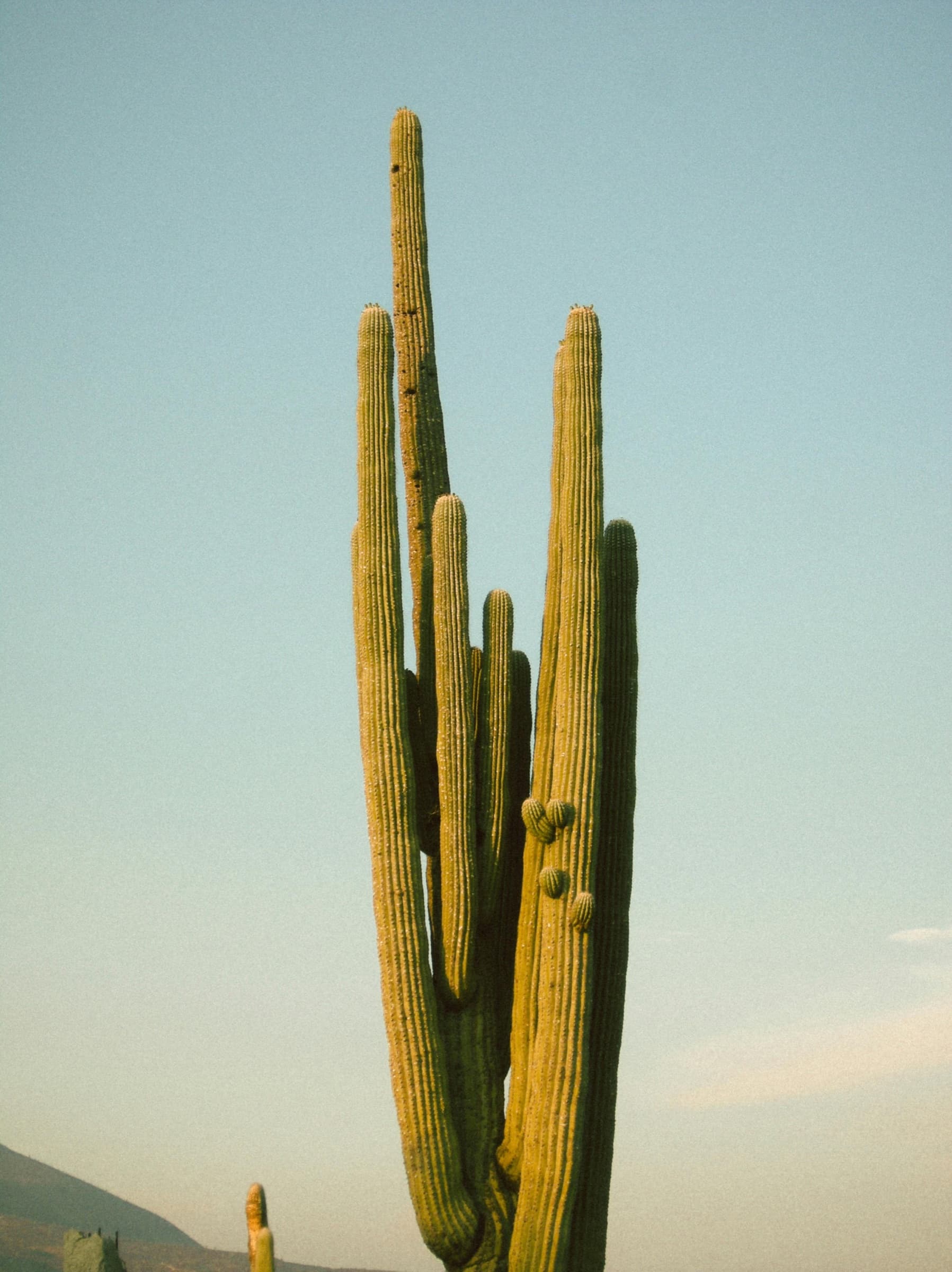 Saguaro cactus at golden hour, an Arizona motif representing Broadhead's local roots